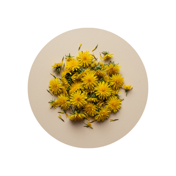 Dandelion Root