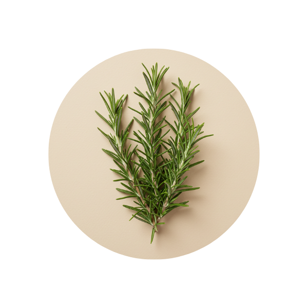 Rosemary Leaf