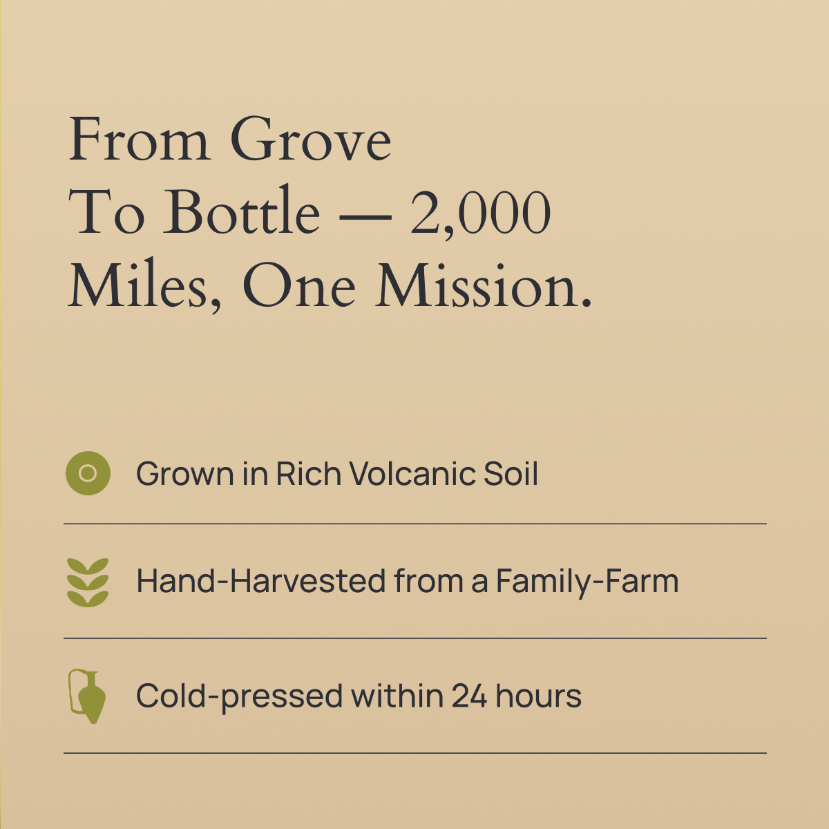 Ancient Roots Olive Oil