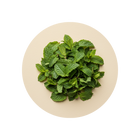 Spearmint