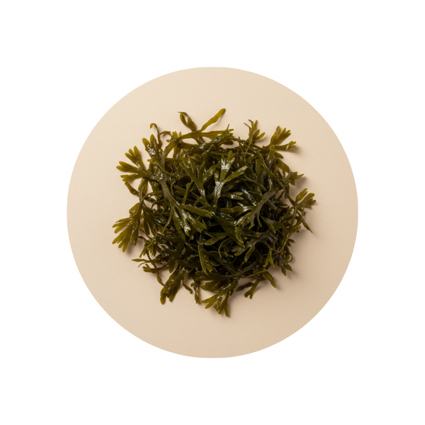 Organic Hebridean Seaweed